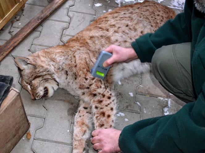 Nowe zwierzęta we wrocławskim zoo