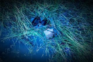 Uchodźcy próbowali dostać się do Niemiec