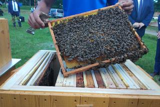 Pół miliona pszczół zamieszkało na terenie ujęcia wody MPWiK w Zwięczycy