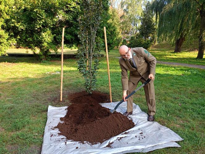 Trzy młode buki purpurowe na Skwerze Leśników Polskich wspólnie zasadzili pracownicy Nadleśnictwa Siedlce i Lasów Państwowych, władze miasta Siedlce i radni.