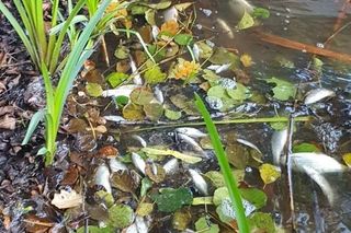 Śnięte ryby w Jeziorze Budzieszowskim