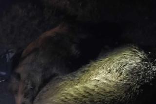 Dębno. Osobówka uderzyła w stado dzików na DK 94