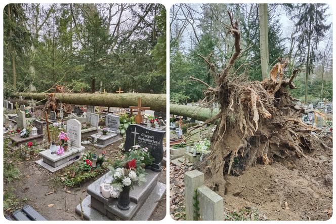 Huragan Eunice powalił ponad sto drzew na największej nekropolii w Polsce. Cmentarz Centralny w Szczecinie wciąż zamknięty