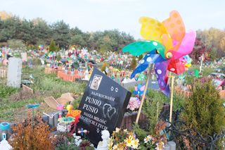 Czy Gliwice są gotowe na cmentarz dla zwierząt? Inwestycja wywołała gorącą dyskusję