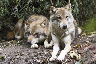 Dwa wilki zabite i zakopane w ziemi! Ktoś po cichu redukuje populację wilków w Polsce