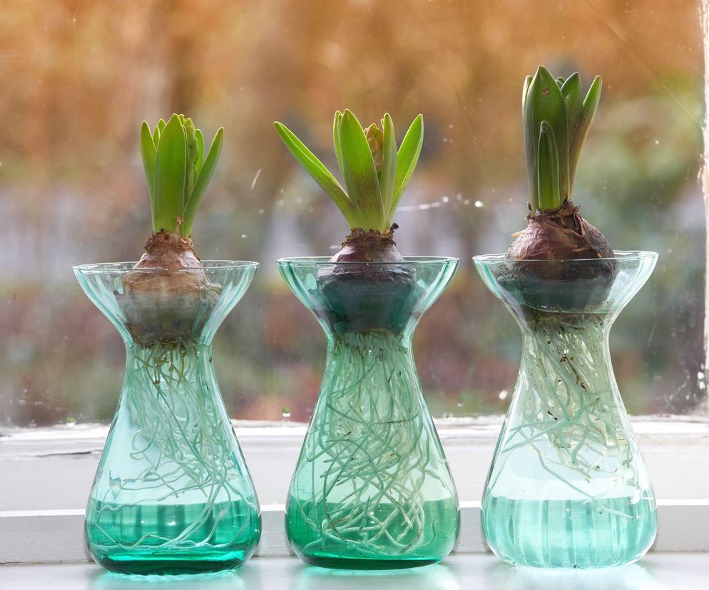 Jak pędzić hiacynty w wodzie i w ziemi?