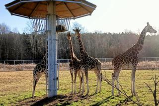  Żyrafy poczuły wiosnę! Zimowa eksplozja ciepła dotarła do poznańskiego zoo