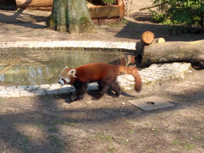 Pandy w Ogrodzie Zoobotanicznym w Toruniu