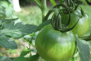 Sałatka z zielonych pomidorów: sprawdzony przepis na pikle