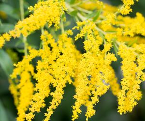 Nawłoć kanadyjska: w czym tkwi sekret tej rośliny? 