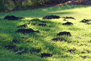 Krety na trawniku - jak pozbyć się kreta z trawnika