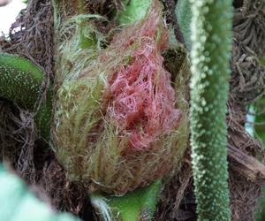 To jeden z najpiękniejszych ogrodów botanicznych w Polsce. Znajduje się na Dolnym Śląsku 