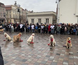 Golden Retriever WOŚP w Poznaniu