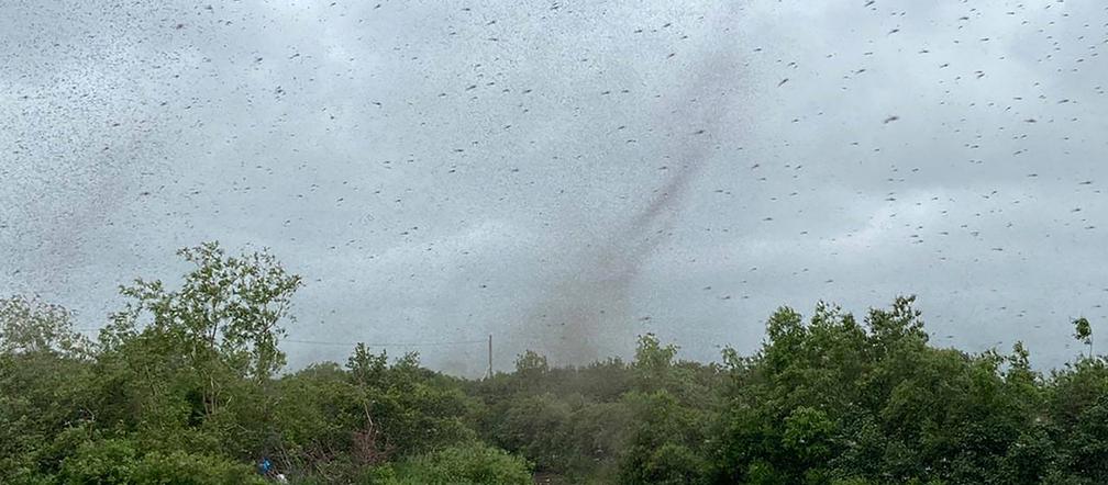 Szok! Tornado z komarów. Inwazja jakiej jeszcze nie było