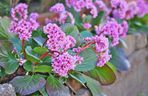 Bergenia