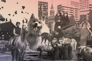 Historia Warszawy to nie tylko historia ludzi. Zobacz wystawę Zwierzęta w Warszawie. Tropem relacji w Muzeum Warszawy! [DATA, CENA] 