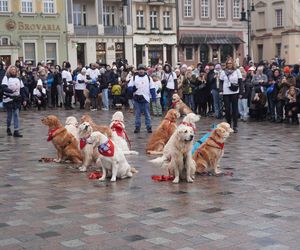 Golden Retriever WOŚP w Poznaniu