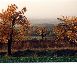 Arboretum Wojsławice prezentuje pełną paletę barw