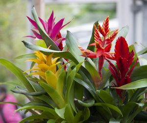 Rośliny ananasowate