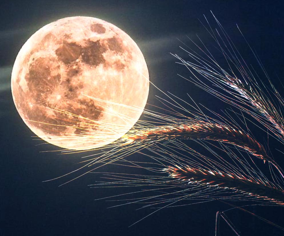Księżyc Żniwiarzy 2022. To ostatnie takie zjawisko tego lata. Kiedy i jak go obserwować?
