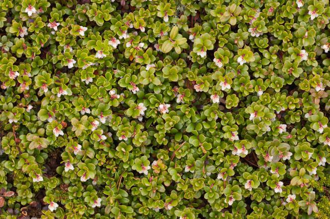 Mącznica lekarska - Arctostaphulos uva-ursi