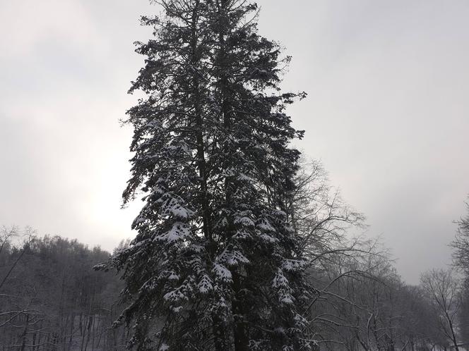 Starachowice w zimowej szacie