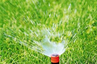 Trawnik z wynurzalnymi zraszaczami