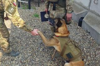 Pies ETO pierwszym psim oficerem w stopniu plutonowego. Na co dzień służy w Lublińcu