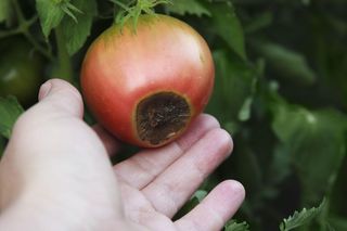 Czarne plamy na pomidorach? To sucha zgnilizna. Sprawdź, jak uratować zbiory