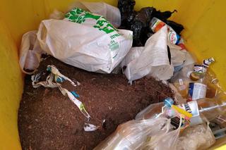 Segregacja śmieci w Białymstoku. Wszystko, co musisz wiedzieć [STAWKI, ZASADY]