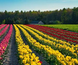 Tulipany w Świętokrzyskiem