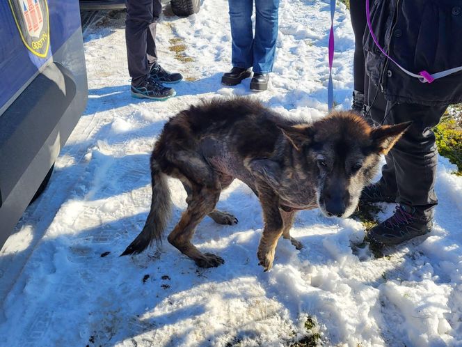 Pamiętacie Figę? Skrajnie zaniedbana suczka nie wróci do swoich właścicieli