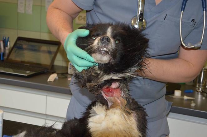 Ergo: Pies po 14 dniach tortur trafił do Ady w Przemyślu