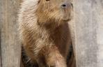 Kapibara z wrocławskiego zoo