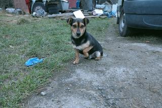 Makabryczne odkrycie w Starym Sączu. Krynicki TOZ prowadzi akcję ratunkową zwierząt