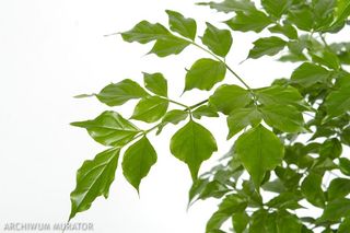 Rademachera chińska - Rademachera sinica