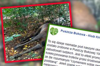 Makabryczne odkrycie w Puszczy Bukowej. Nieznani sprawcy w bestialski sposób zabili jelenia!