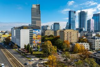 Serek wolski w Warszawie