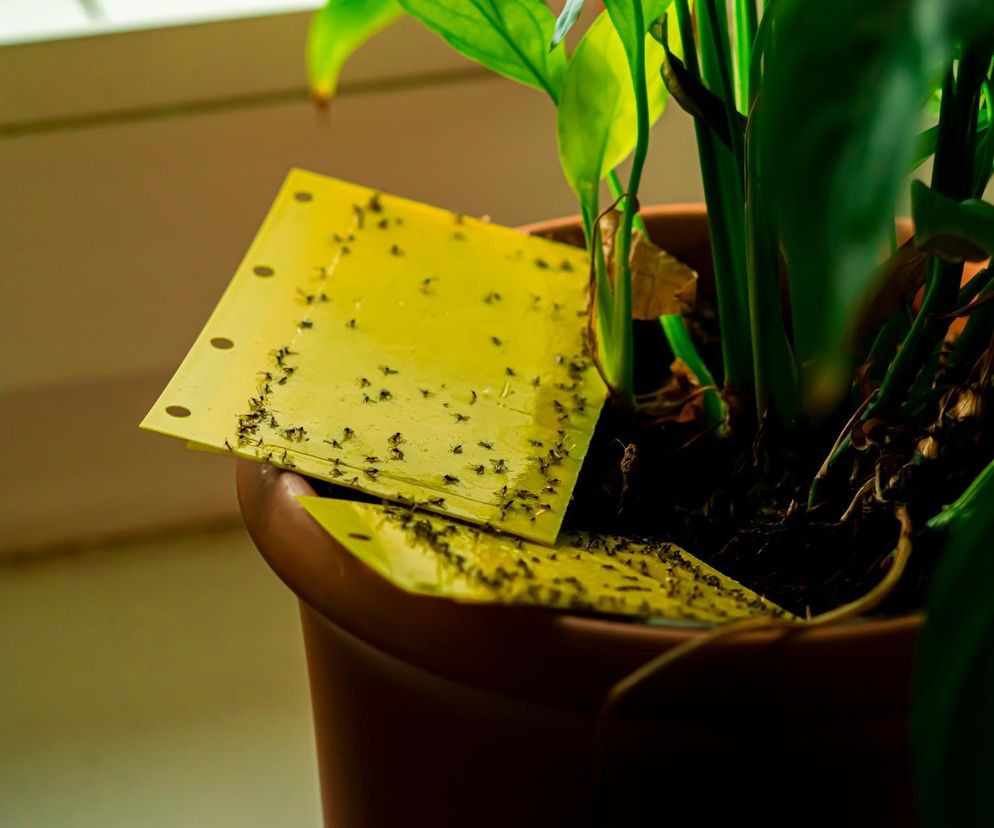 Sposób na ziemiórki