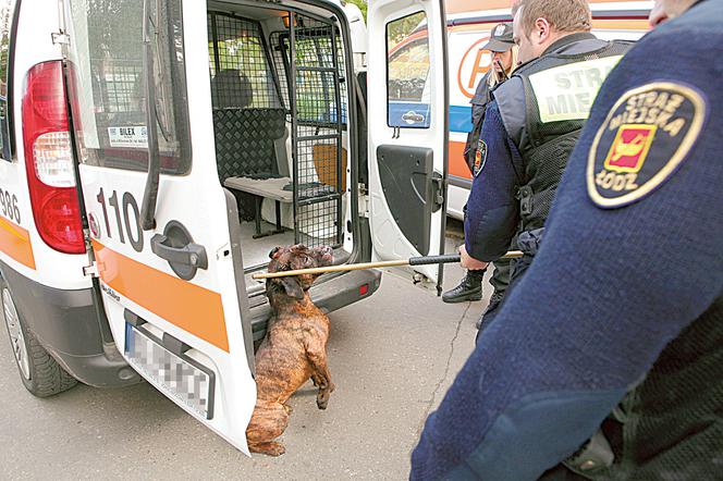 Pokonał bestię gołymi rękami