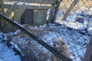 Dramat psów pod Bydgoszczą. Leżały na mrozie bez jedzenia i picia! 