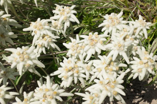 Szarotka alpejska - Leontopodium alpinum