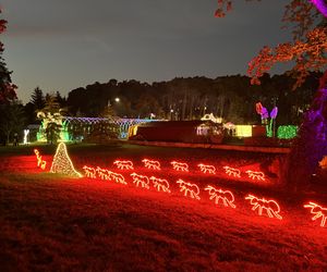 Otwarcie Lumina Parku w Poznaniu. Tegoroczne świecące miasteczko robi fenomenalne wrażenie!