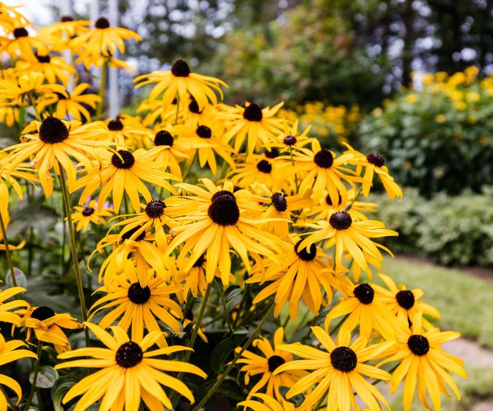 Rudbekia