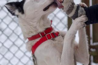 Marley - pies do adopcji