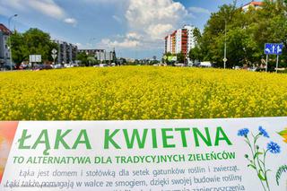 Białystok. Pierwsze łąki już kwitną. W 2020 roku pojawiły się w nowych miejscach