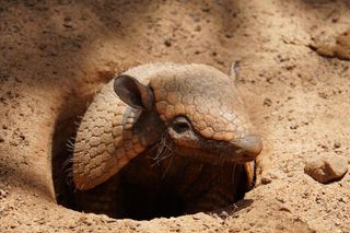 Zoo w Poznaniu chwali się nowym mieszkańcem. Misia przyjechała do nas z Chorzowa