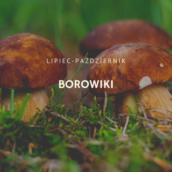 Borowiki