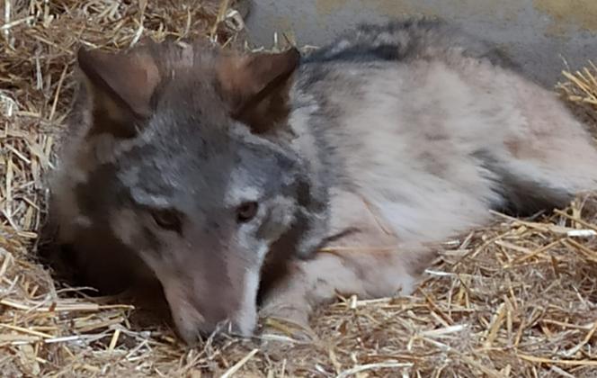 Odłowiony wilk przechodzi już badania w Zoo w Poznaniu. Odtąd nazywa się Aureliusz