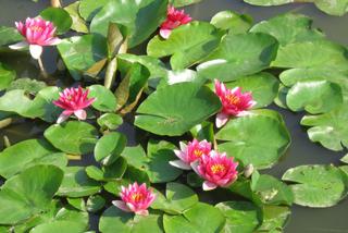 Lilie wodne: ozdoba oczka wodnego. Uprawa lilii wodnych, sadzenie, odmiany do oczek wodnych